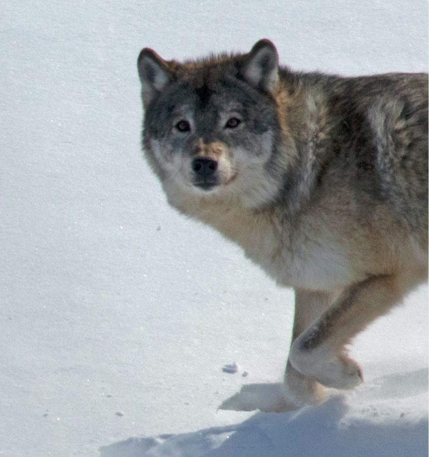 M183: What One Wolf Can Reveal About the Population as a Whole