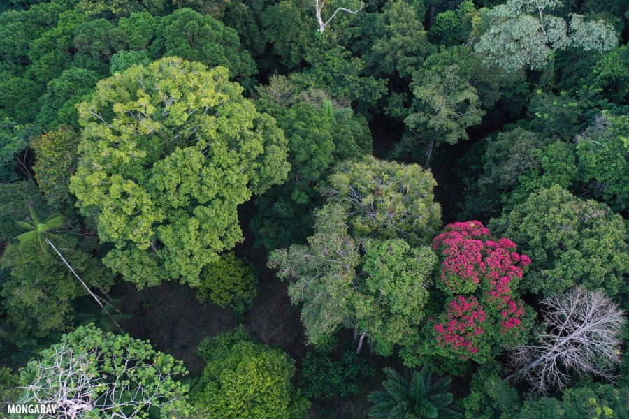 College of Forestry conducts research providing insight into the upper canopy of rainforests